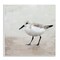 Stupell Industries Lone Sandpiper Bird Portrait Wall Plaque Art